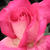 Różowy  - Róża wielkokwiatowa - Hybrid Tea - Rose Gaujard